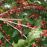 Decaffeinated Mexican Finca Santa Teresa