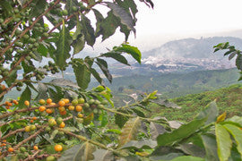Colombian Supremo - Unroasted Green
