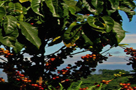 Fair Trade Organic El Salvador