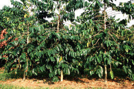 Fair Trade Organic Honduras Capucas