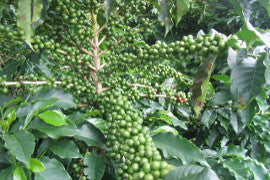 Fair Trade Organic Sumatra Mandeling