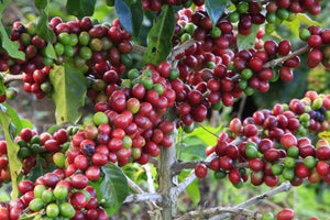 Fair Trade Organic Guatemala Huehuetenago - Unroasted Green
