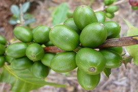 Fair Trade Organic Peru - Unroasted Green