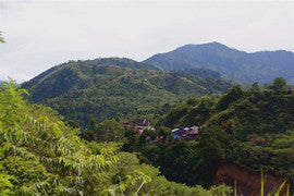 Sumatran coffee region